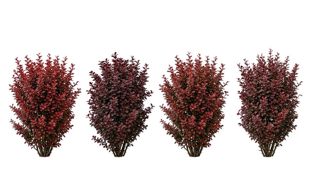 Barberry, Berberis thunbergii, Red shrub, Hedge, Bush, Burgundy foliage, Landscape design. Set of four ornamental Japanese barberry plants isolated on a black background for gardens.