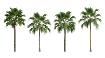 Obraz premium Chinese fan palm, Livistona chinensis, palm tree, tropical foliage, fan-shaped leaves, isolated, black background collection of four 3D rendered trees for landscape architecture design.