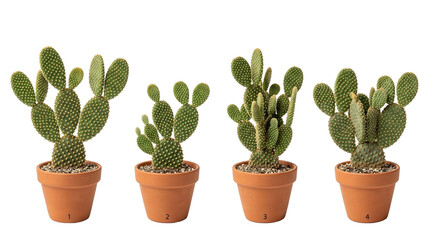 Fototapeta premium Cactus, Opuntia, Succulent, Potted, Isolated, Plant, Houseplant featuring four numbered Bunny Ear cacti in terracotta pots against a black background, perfect for botanical comparison.