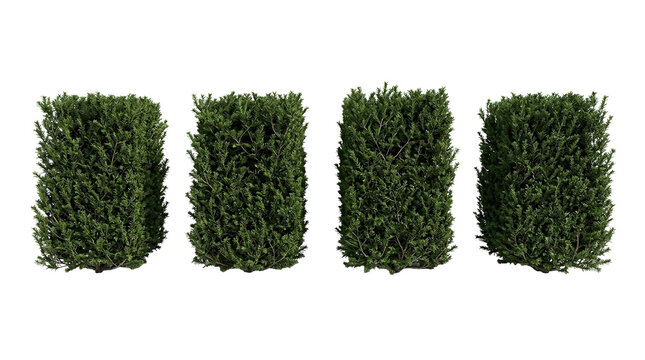English yew hedge, shrubs, garden bushes, Taxus baccata, evergreen plant, rectangular hedge, topiary shrubs set for landscaping and formal garden design on a black background.