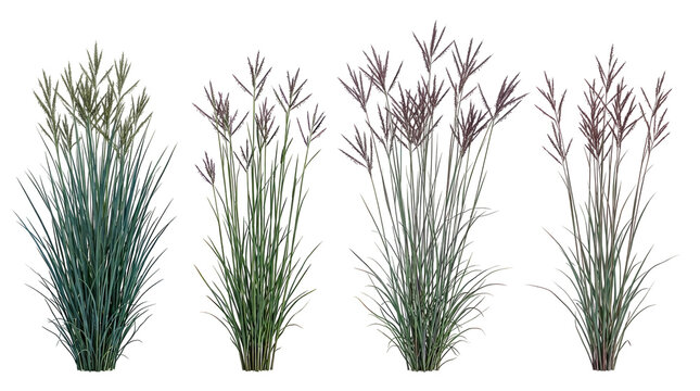 andropogon gerardii, big bluestem, ornamental grass, prairie grass, native plant, tallgrass, bunchgrass, realistic set of perennial grass tufts for landscape design and botany.
