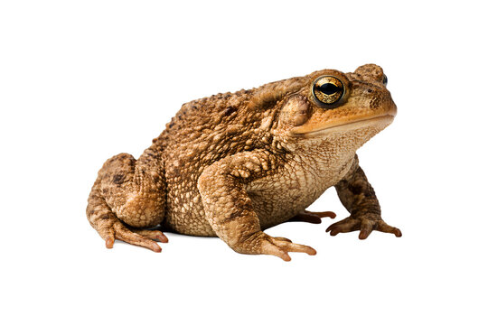 Brown Toad Frog on White Background copy