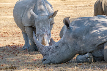 Obraz premium White rhinos, Mosi-oa-Tunya National Park, Zambia