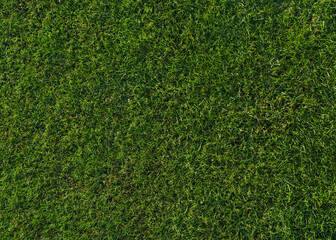 Naklejka premium green grass texture - well-groomed turf in the garden or soccer stadium