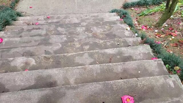 Fallen camellia flowers on grey stone steps