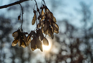Backlit maple samaras hanging from a tree branch with sunlight shining through. Delicate winged seeds glowing in warm light with soft forest bokeh