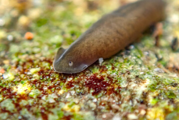 Macro close-up of a freshwater planarian flatworm crawling over algae-covered rock in a stream. Soft-bodied invertebrate known for remarkable regeneration abilities in natural aquatic habitat