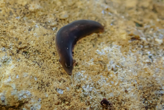 Macro view of a freshwater planarian flatworm crawling across a sandy stream bottom. Soft-bodied aquatic invertebrate known for remarkable regeneration and common in freshwater ecosystems