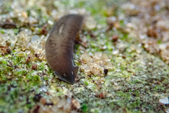 Macro close-up of a freshwater planarian flatworm crawling over sandy substrate with algae and small aquatic organisms. Tiny invertebrate known for remarkable regeneration abilities