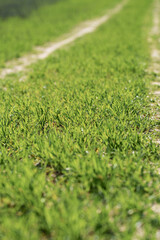 Green grass close-up with blurred dirt track in background