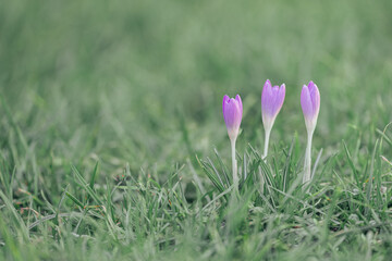 Delicate purple crocuses bloom on green grass in early spring. A minimalist natural backdrop with soft bokeh and an atmosphere of nature's awakening.