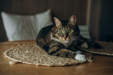 portrait of a cat © Лілія Чабанюк