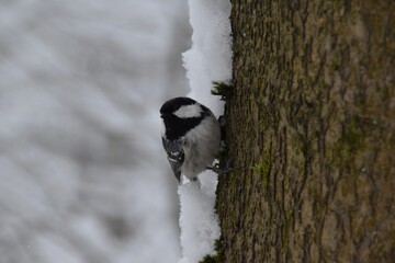 A cute little coal tit in cold day. © Mia Menni