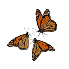 Obraz premium Elegant Butterfly on Clean White Background