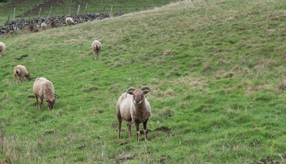 Fototapeta premium Herd of castlemilk moorit sheep grazing in a meadow