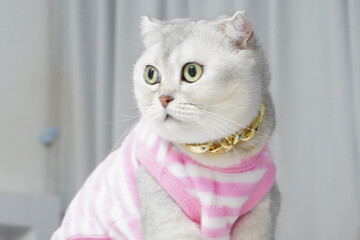 Scottish Fold cat, white and gray fur, wearing pink striped sweater and gold collar, sitting indoors, looking curious and alert, soft lighting, cozy home atmosphere