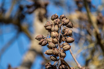 Paulownia tomentosa seeds late winter, also called empress tree or foxglove tree, fast growing and large leaf, paulowniaceae © Reflexpixel