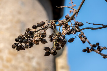 Paulownia tomentosa seeds late winter, also called empress tree or foxglove tree, fast growing and large leaf, paulowniaceae © Reflexpixel