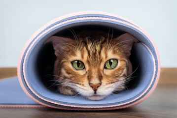 Fototapety na wymiar - Fototapeta24.pl