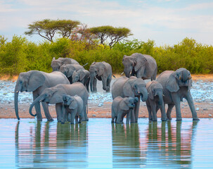 A group of elephant families go to the water's edge for a drink - African elephants standing near lake in Etosha National Park, Namibia © muratart