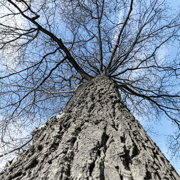 Eine kahle Eiche im Fr&uuml;hjahr mit blauem Himmel