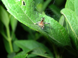 Dead spider hanging upside down on green leaf macro close up