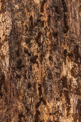 Obraz premium Rinde von einem Baum mit Spuren von einem Specht