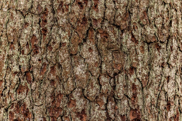Fototapeta premium Rinde von einem Baum mit Spuren von einem Specht