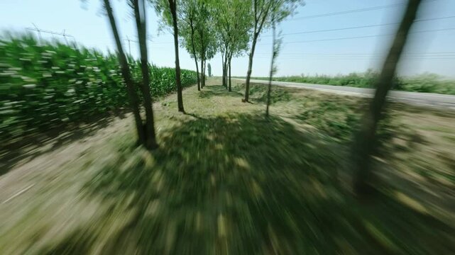 Aerial FPV view of vibrant green foliage blurring past, alongside a tree-lined road under a clear sky, Novi Sad, Vojvodina, Serbia.