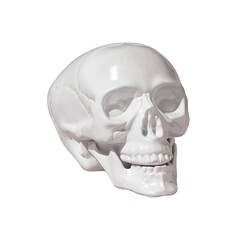 Obraz premium White Plaster Human Skull Sculpture Isolated PNG