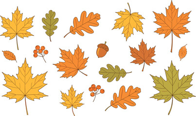 Autumn fall leaves collection vector illustration set featuring maple oak foliage berries and acorn isolated elements for seasonal design decoration nature theme © Shafali