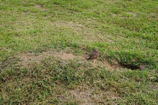 Coruja no Buraco Toca Avez Animais