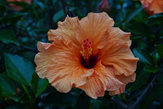 Flor de Ibisco Laranja Flores Jardim