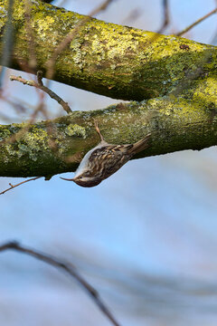 short-toed treecreeper , certhia brachydactyla, on a tree
