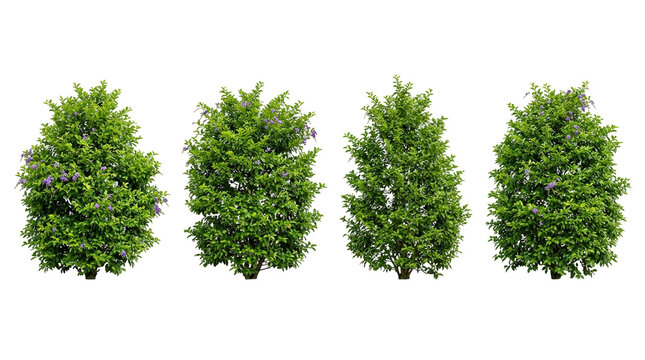shrub bush hedge green tropical plant isolated collection of duranta erecta with purple flowers for landscaping and garden design isolated on black background for easy compositing.
