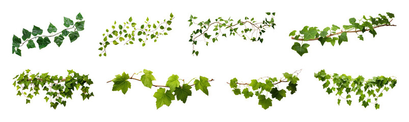 Naklejka premium PNG Green grapevine branches isolated on transparent background
