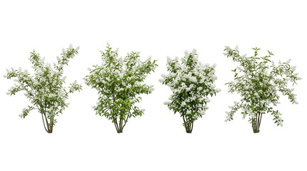 Fototapeta premium white lilac, flowering shrub, blooming bush, spring plant, syringa, garden flora, isolated set of four beautiful aromatic white blossom bushes with green leaves on black background