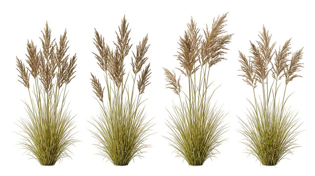 Indian grass clumps, ornamental grass, pampas grass, Sorghastrum nutans, garden plants, landscaping foliage, dried grass isolated on black for architectural design and visualization.