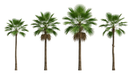 palm tree, washingtonia, mexican fan palm, tropical, plant, isolated, black background set of four highly detailed botanical elements for architectural visualization and garden.