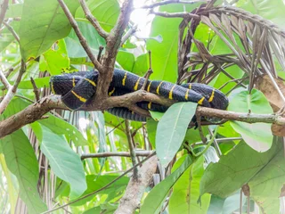 Mangrove snake reptile, Boiga dendrophila © Elenarts