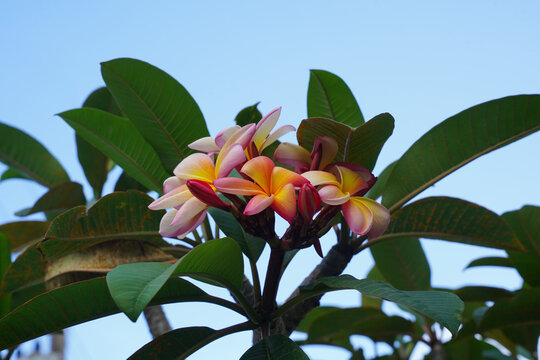 Jasmim Manga (Plumeria rubra) Flores