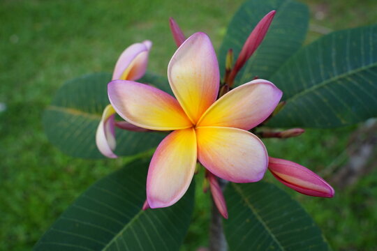 Jasmim Manga (Plumeria rubra) Flores