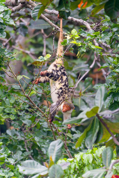 Waigeo Spotted Cuscus 