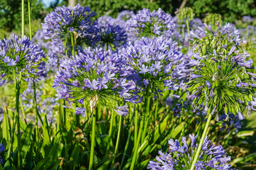 Obraz premium South Africa,Winery in Stellenbosch ,Cluster of purple agapanthus flowers in a lush green garden