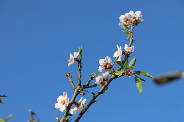 Almond blossoms on a tree in spring against a blue sky