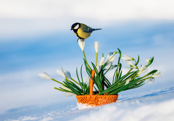 a titmouse sits in a spring garden on a basket with snowdrops among the snow © nataba