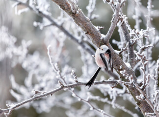 long-tailed tit bird sitting on tree branches covered with white hoarfrost © nataba
