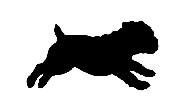 Silhouette of a small French bulldog puppy jumping side view