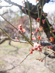 Plum blossoms blooming on a branch in early spring