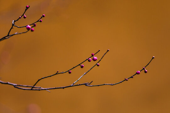 Plum Blossom Branches with Magenta Buds Against Golden Background